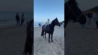 Cat riding on pony