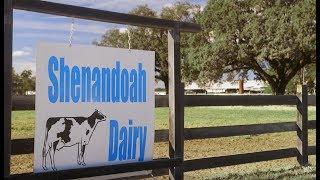 Tour a Florida Dairy Farm