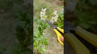 #pruning potatoes for production#gardening#usafarming