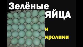 Какие куры несут зеленые яйца. А также мои кролики. Декоративные кролики и куры зеленонесушки