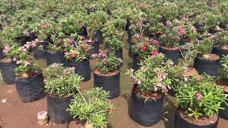 Adenium plants wholesale || Big adenium garden overview || Top adenium flower collection