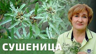 Сушеница – нет гипертонии!