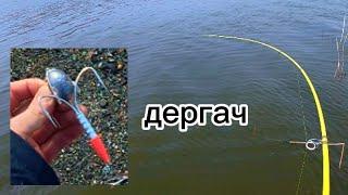 ДЕРГАЧ! НА КАЖДОМ ЗАБРОСЕ РЫБА! #рыбалка #fishing #낚시 #рыбалканаозере #carpfishing