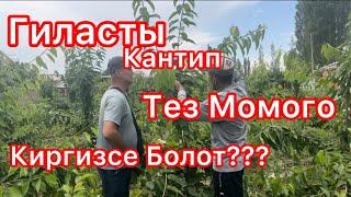 Гиласты Кантип Тез Момого Киргизсе Болот???