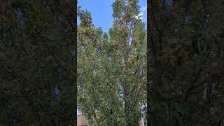 Apples #video #shortsvideo #yt #shortsfeed #apple #shortsyoutube #video