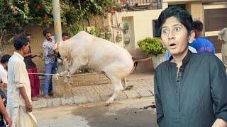 Cow Qurbani 1st Day of Bakra Eid
