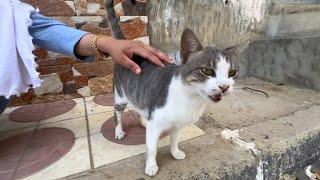 The pregnant gray cat was jealous and attacked other cats when they approached.