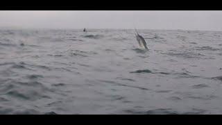 CATCHING SAIL FISH OFF UMHLANGA BARGE ( FISHING UMHLANGA FOR SAIL FISH )