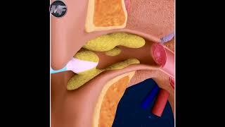 3D animation Ear internal part!कान के बारे में रोचक तथ्य! Amazing Facts! Margin facts!