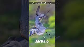 #paragon #falcon #speech #birds #earth #paragonfalcon #attack #hindifacts #video