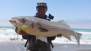 Surf Fishing - STRIPED BASS for Dinner!