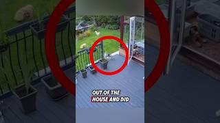 This intelligent cat became a homeowner #cat #animals