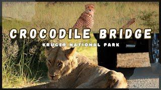 Kruger National Park's Crocodile Bridge Rest Camp: An Unforgettable Game Viewing Experience