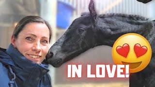 First Saly doesn't let me touch him. Later she accepts me. Elvis is very cute!! | Friesian Horses