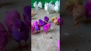 Cute Colourful Chicks #trending #chicken #birds #shorts