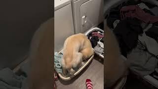 Laundry hack: keep balls out of the dryer