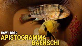 How I Bred Apistogramma Baenschi at Home