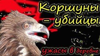 Коршун крадет кур // Как защитить кур от хищных птиц // Наш опыт // Ужасы в деревне