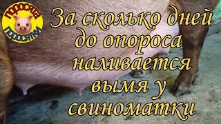 За сколько дней до опороса наливается вымя у свиноматки. 25 ноября 2021 г.