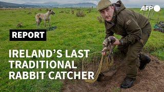 On burrowed time: hunting with Ireland's last traditional rabbit catcher | AFP