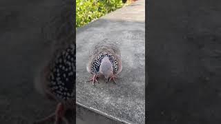 你看過斑鳩跳求偶舞嗎？現在讓你看看