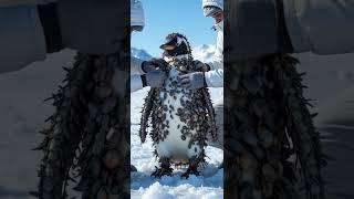 Penguin COVERED in Pebbles Gets EPIC Rescue in Antarctica