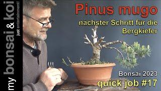 Bonsai 2023-33 - quick job #17 - Bergkiefer - Pinus mugo - die nächsten Schritte zum Überleben