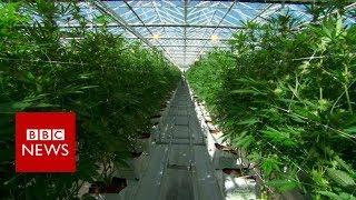 Take a look inside the world's largest legal cannabis farm - BBC News