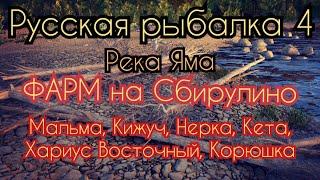 РР4. река Яма. Фарм на Сбирулино. Где ловить Мальма, Кижуч, Нерка, Кета, Хариус Восточный, Корюшка.