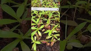 [Item Short] BE-4063 | N. talangensis x spectabilis #nepenthes