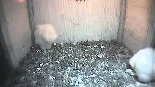 0805hr Owlet lunged but missed poor rodent - The Barn Owl Trust