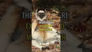 This animal has the best Swag Walk | Verreaux's Sifaka