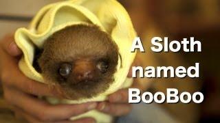 A Sloth Named BooBoo - A sad story