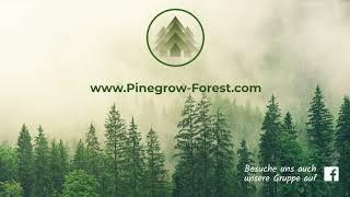 Der Aufbau von Pinegrow - Individuelle Website auf Mac & PC erstellen