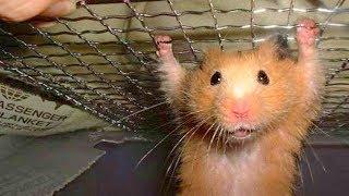 Funny Hamster Compilation