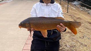 Fishing the South Platte River for big Carp Denver Colorado