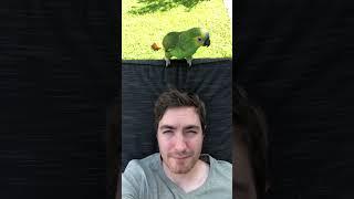 Attack of the parrot #shorts #animals #cute