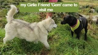 HUSKY has GIRL FRIEND come to visit ~ Iron Age Village ~ Dogs see Spirits?