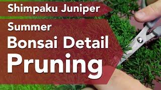 Bonsai Juniper Summer Pruning - For Great Design Results!