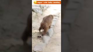奇跡の誕生！赤ちゃん猿と胎盤の神秘 #淡路島モンキーセンター #アワモン #snowmonkey #赤ちゃん猿