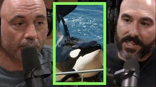 Joe Rogan | Marineland Should Stop w/Phil Demers