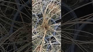 Осока " Bronсo" ! Это украшение сада и " изюм" селекции.