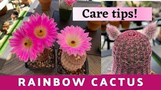 Rainbow Hedgehog Cactus Care Guide| Echinocereus rigidissimus | How to take Care Of Cactus