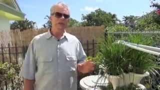 The Dawn Patrol: Mighty Fine Gardening Tip:01