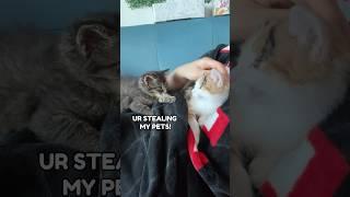 Goose & Maple fighting for attention ‼️
