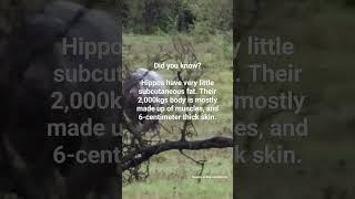 See, youre not fat #hippo #animals #fat #health #fypシ #fyp #shorts