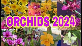 Which Orchid didn't Flower for you in 2024 ? A year of orchid Blooms.