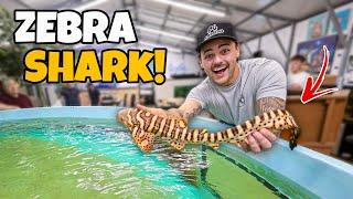 I got a ZEBRA SHARK… again