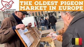 LIER DUIVENMARKT, THE OLDEST PIGEON MARKET IN EUROPE.