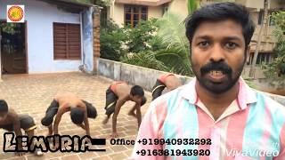 Kalaripayattu | Flexibility Exercise In Kalari (part-2) | Lemuria | வர்மகலை உடற்பயிற்சி | Kanyakumar